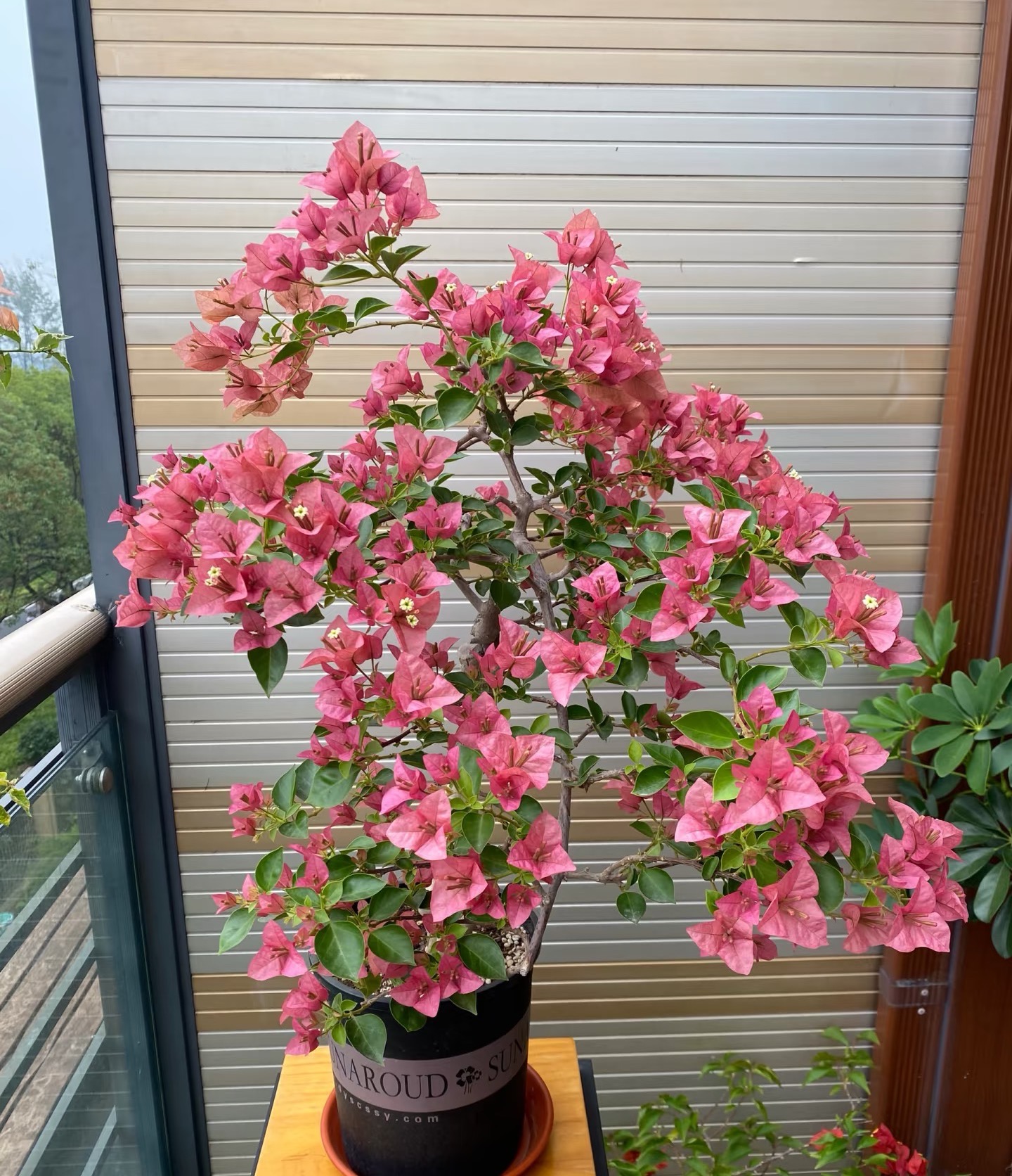 【米罗+粉可爱】室内外双盆勤花耐活观赏三角梅