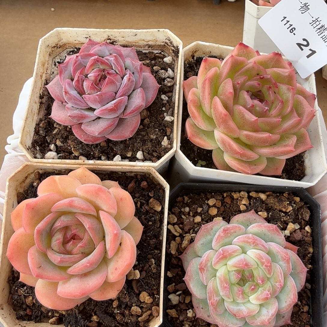 1116-21四颗多肉珍妮