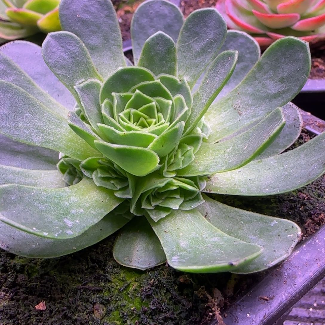 7厘米捧花玫瑰12255555555