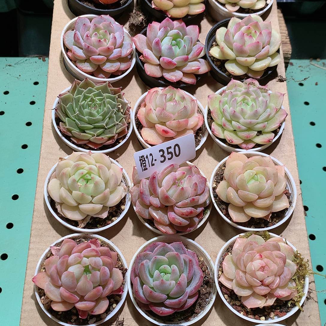 12-350一物一拍带盆18颗