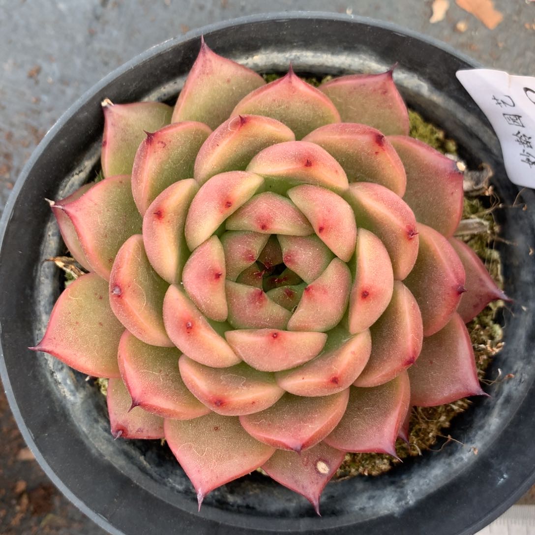 4932杂交精品基地8厘米