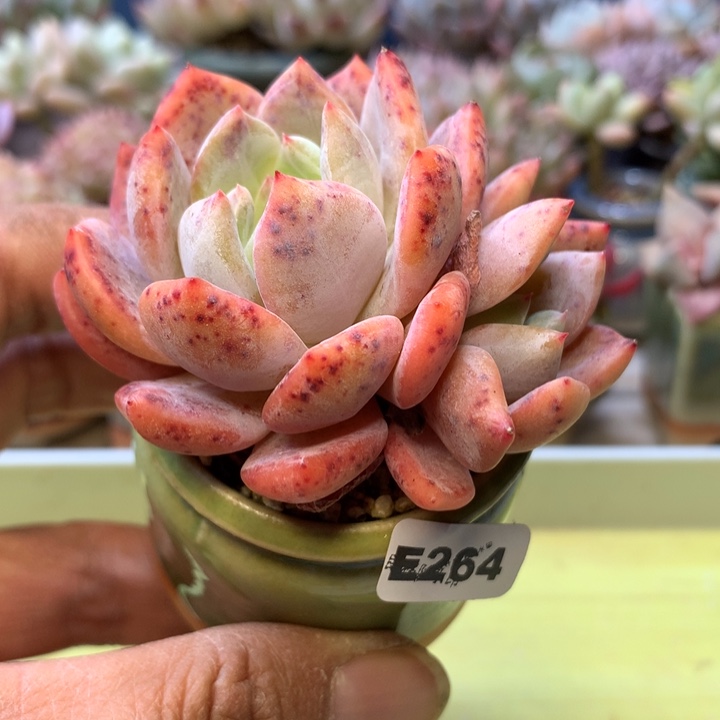 E264一物一拍带盆发