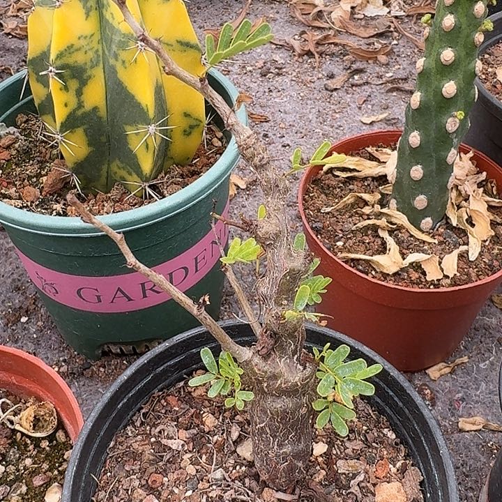 沙漠苏木实生块根