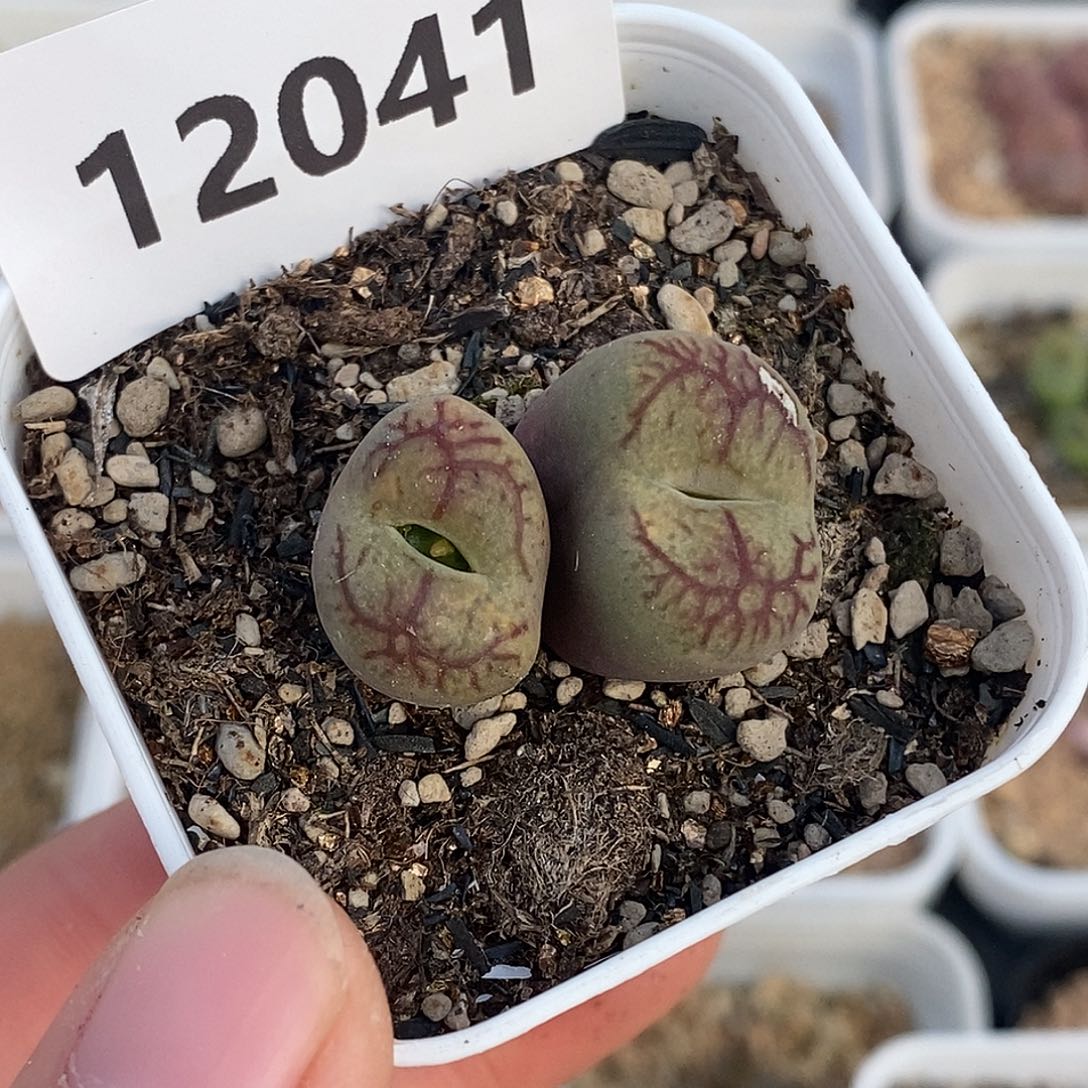 T***e12041-杂交。      