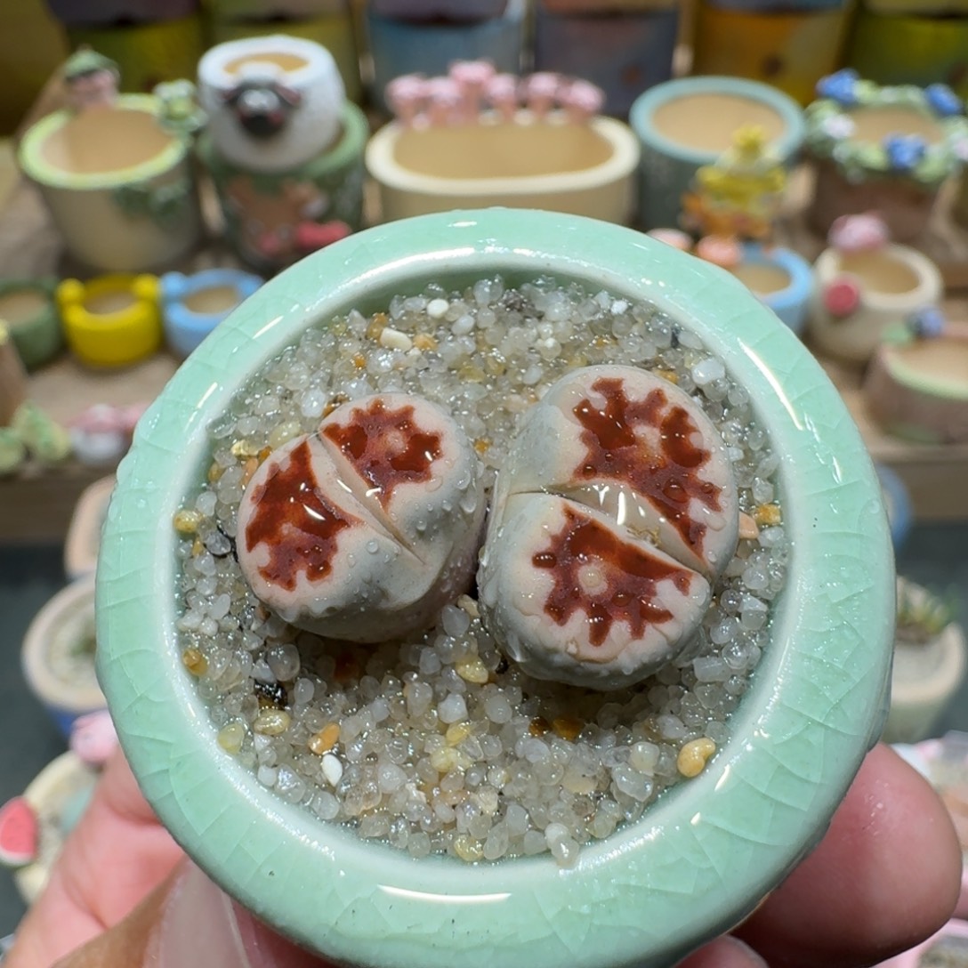 蘑菇1080粉红豹多肉植物