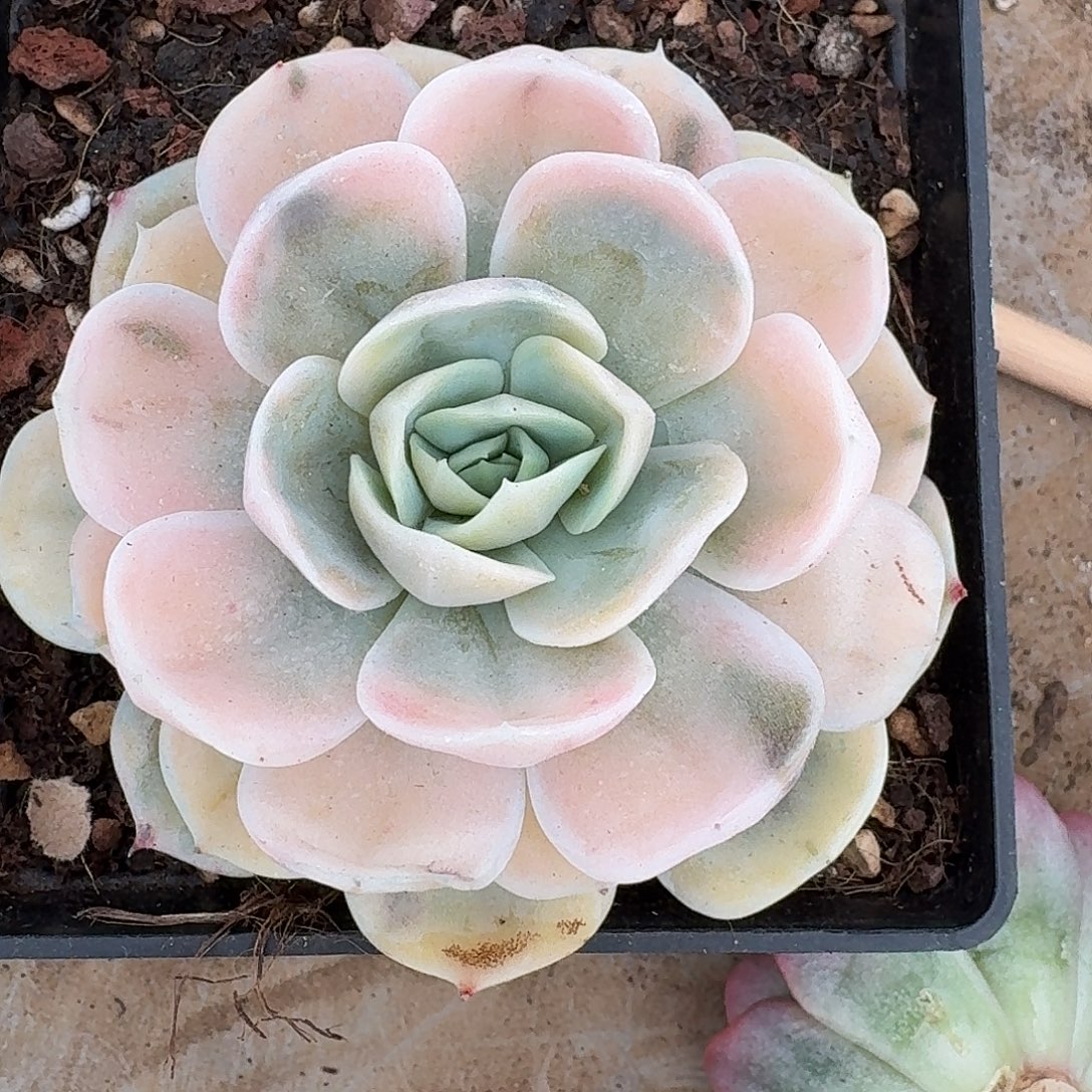 蓝色惊喜锦一物一拍