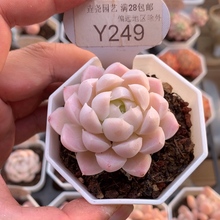 0249白月影5厘米