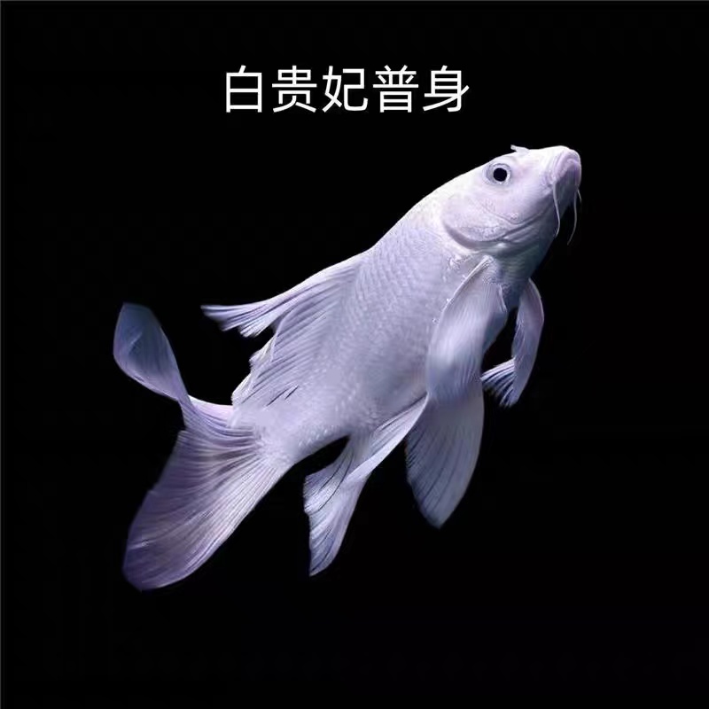 普身蝴蝶鲤观赏鱼20-25白蝴蝶淡水冷水观赏鱼好养耐活
