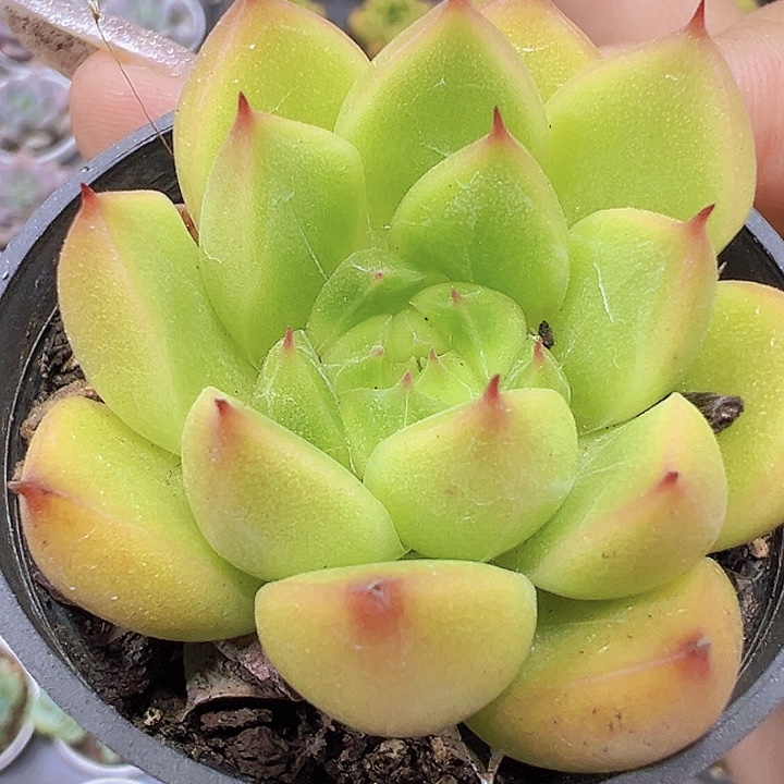 明朗珍妮5厘米盆19包邮