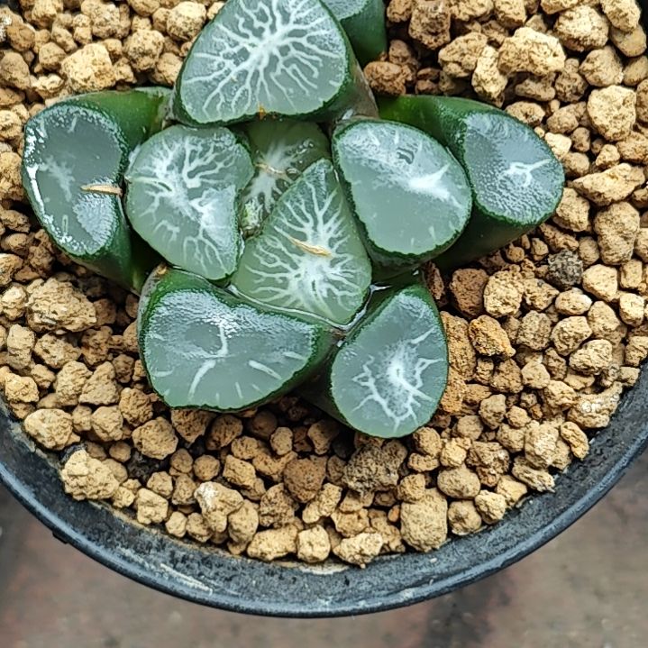 欧大宝一颗多肉植物原盆土