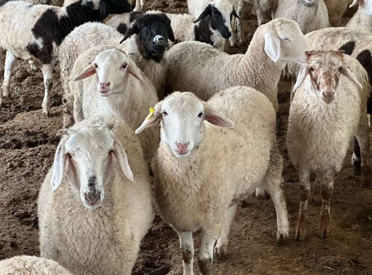 【清真】新鲜现场称重（清炖/红烧/原切） 京津冀包邮