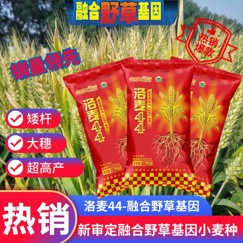 小麦种子洛麦44高产新审定抗倒伏小麦