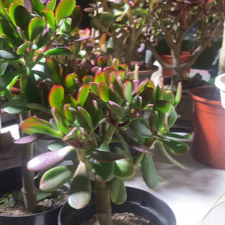 天****6N18韩国紫叶脱土发货