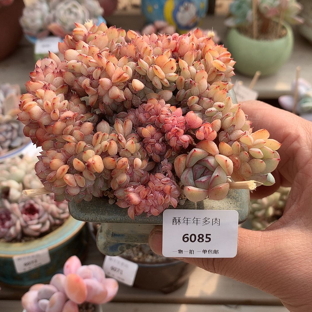6085勇敢缀化多肉一颗11厘米