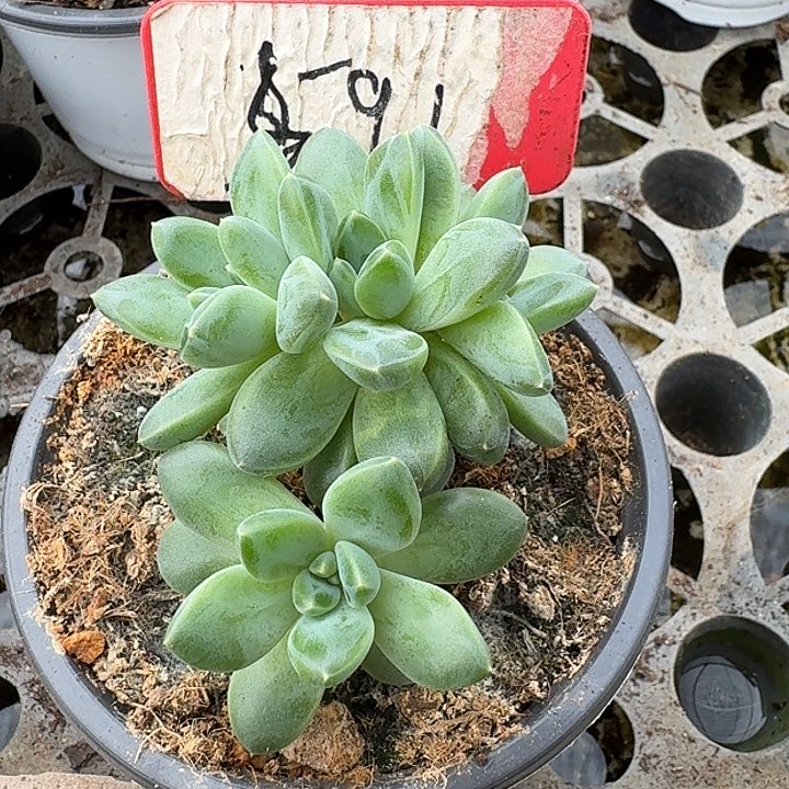 雨花石591多肉植物