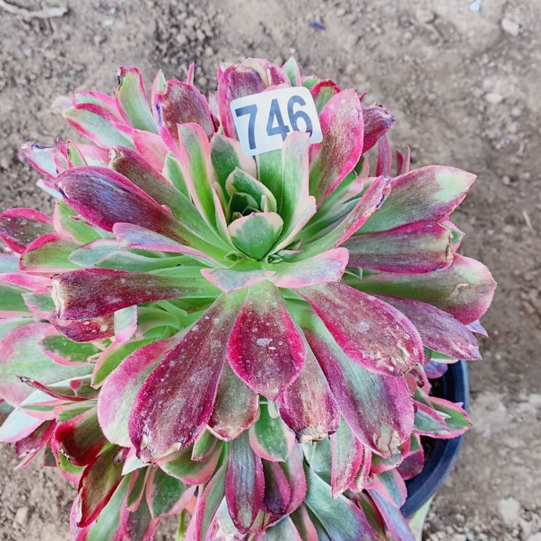 粉女郎开播福利746