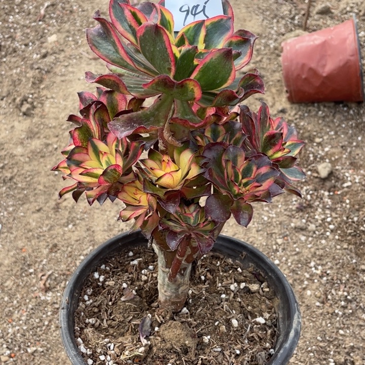 法师植物魅影法师945