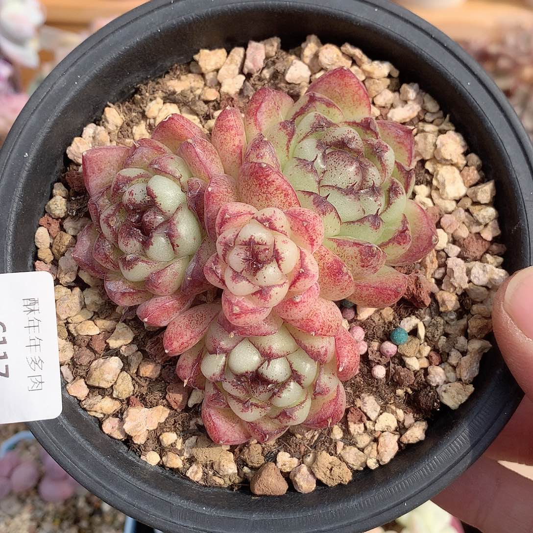 6117紫水晶多肉一颗8厘米