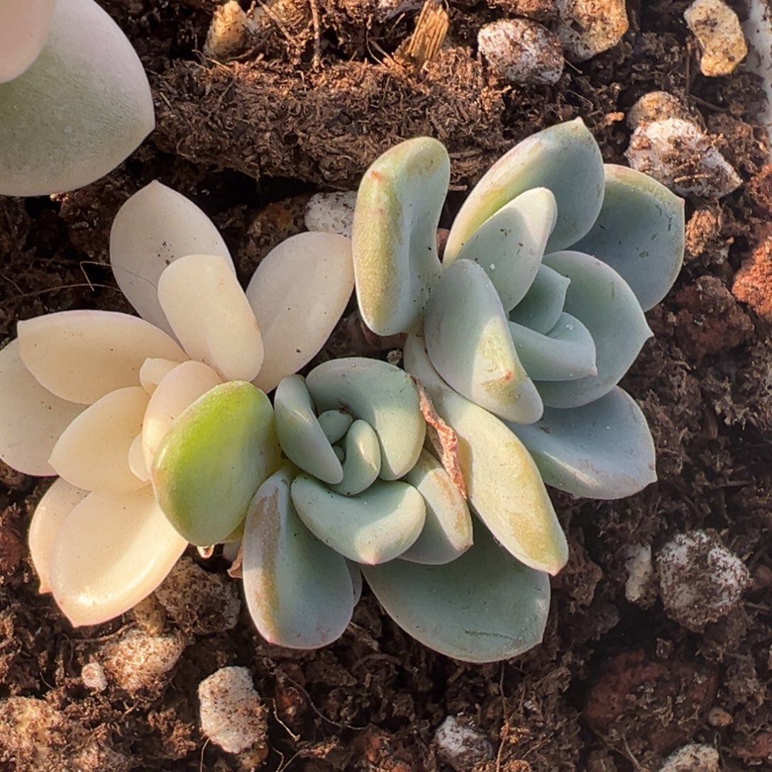 美尻锦，阴阳小群生