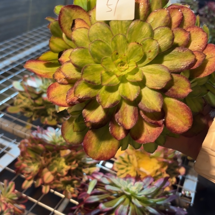 无花朵051特价光影无根无售后