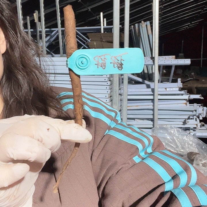 当前无花栽培后可以开花提提根