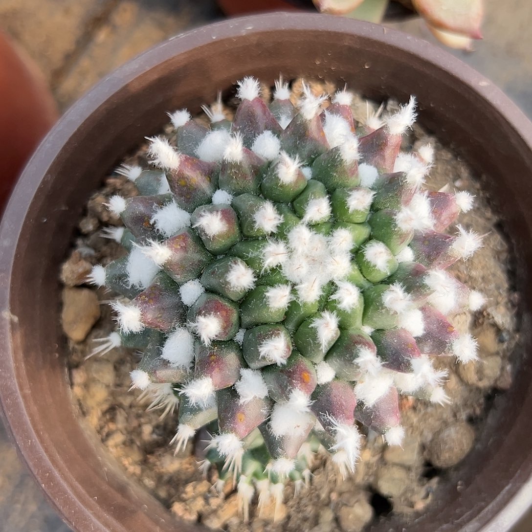 多肉植物雪糕仙人球
