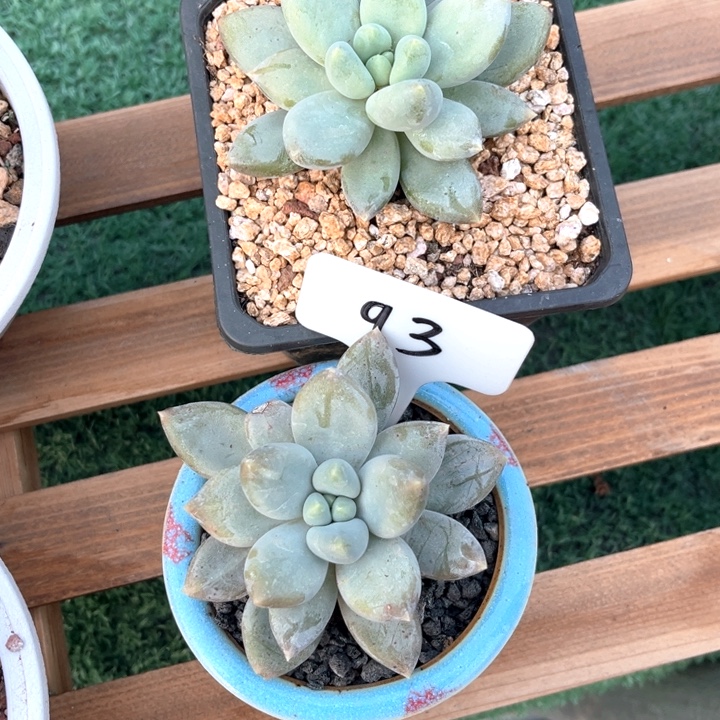 *****黄肿体13号码牌子的话题