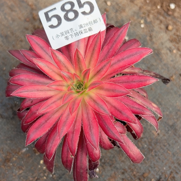 585多肉植物朱雀