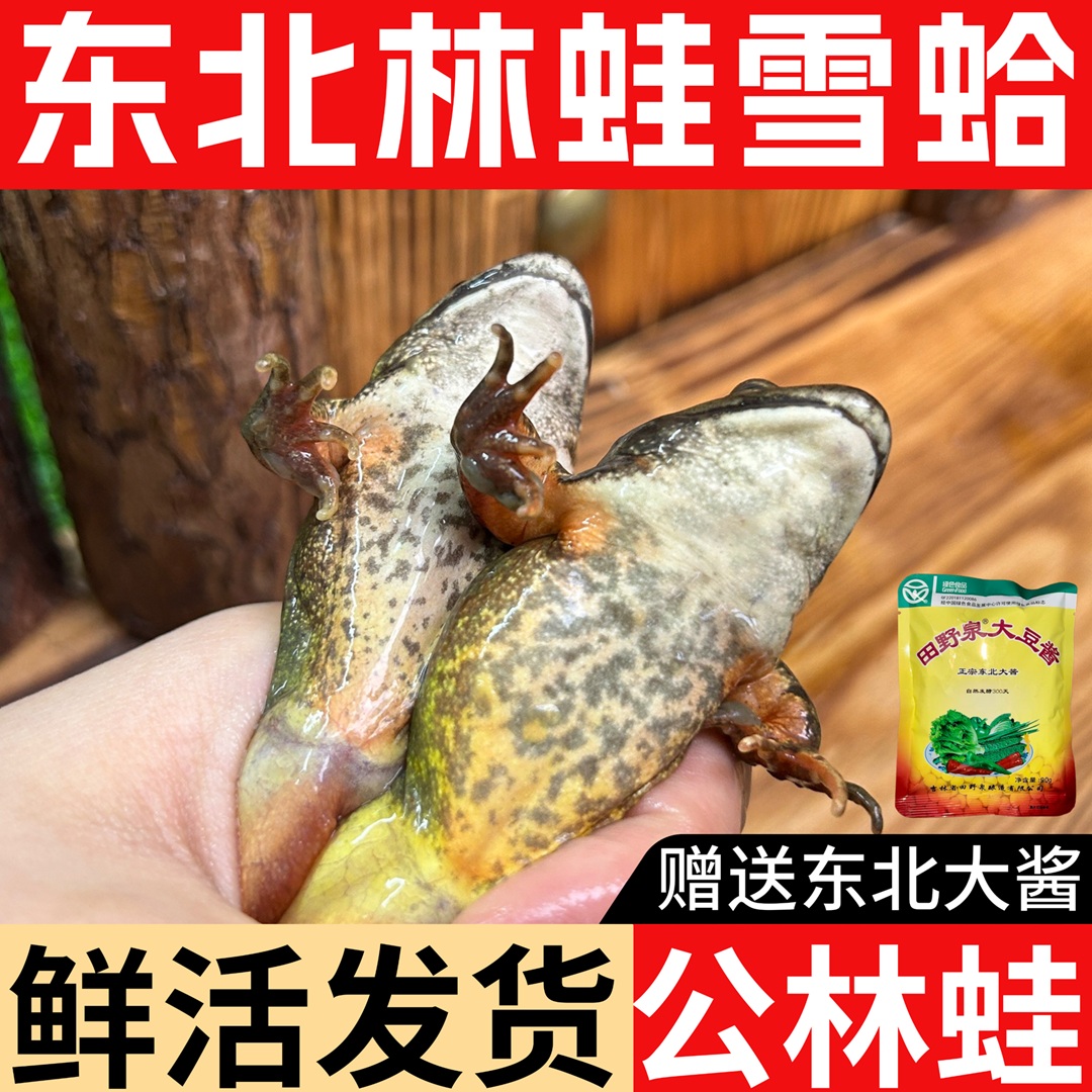 【公林蛙】鲜活东北林蛙雪蛤 公蛤蟆 鲜活发货赠东北大酱