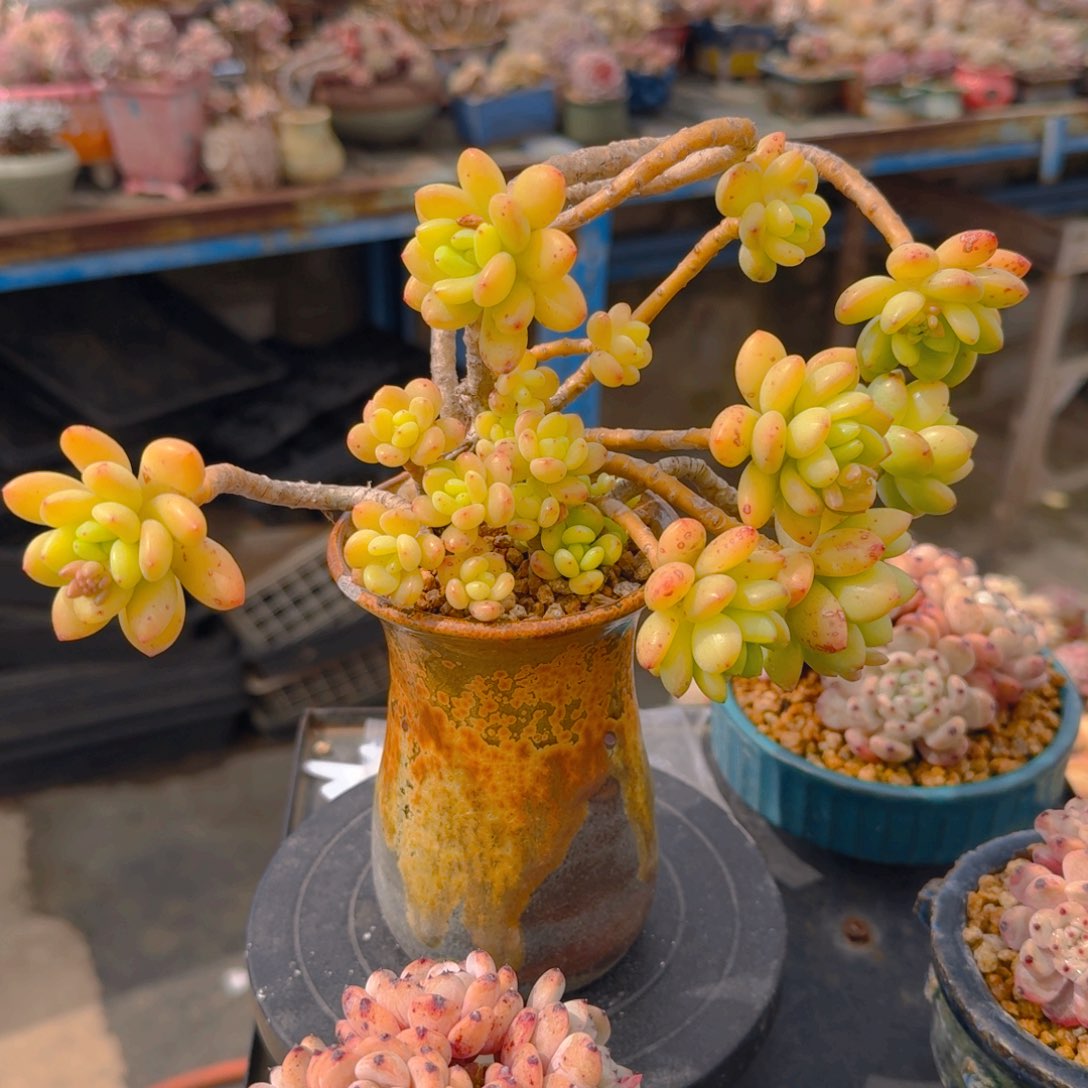 一图一物拍不退不换满68包顺丰