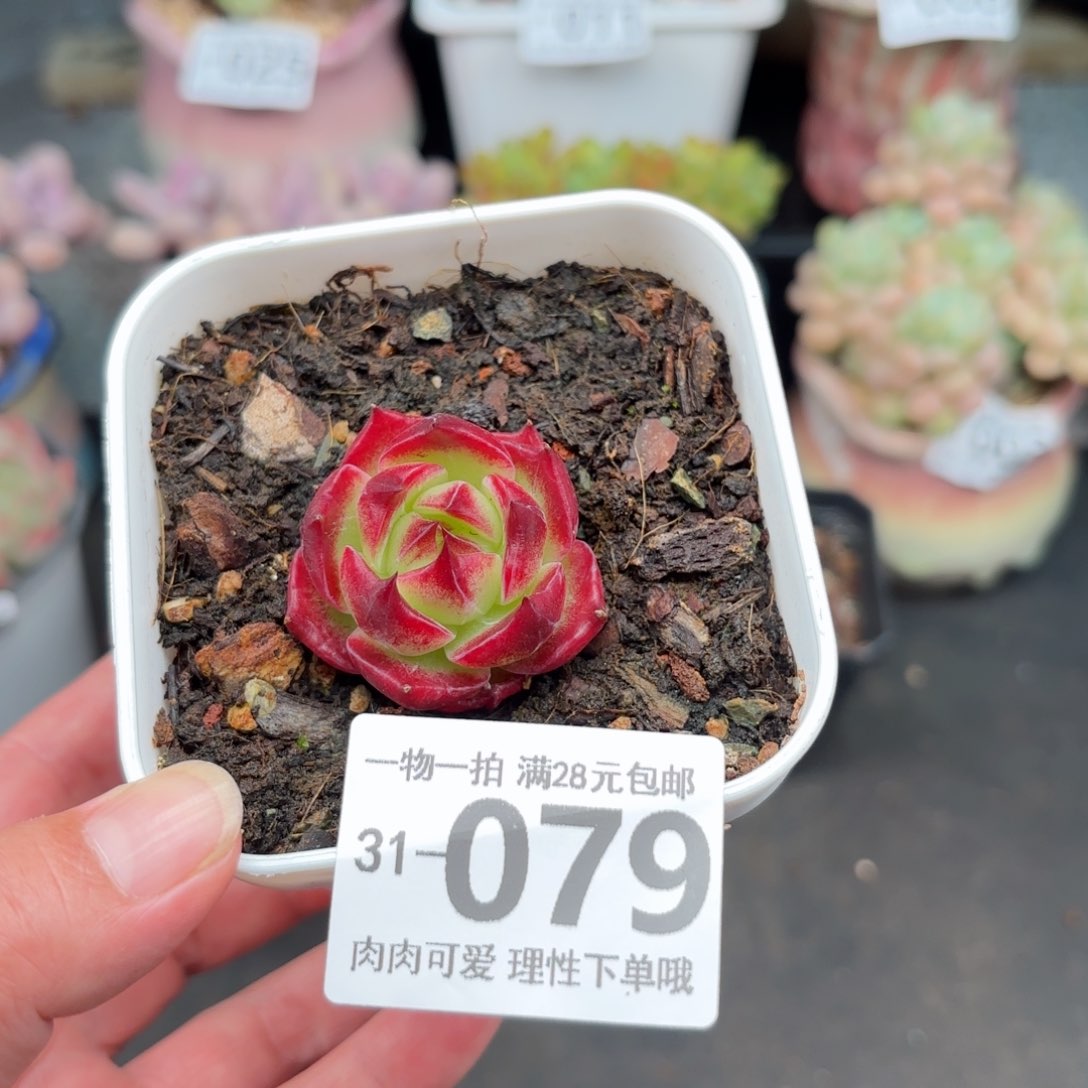 孤品多肉多肉多肉