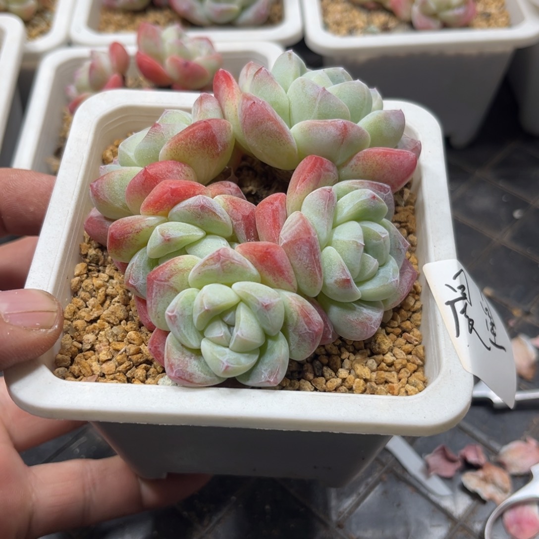 晨星专拍冰玉群生