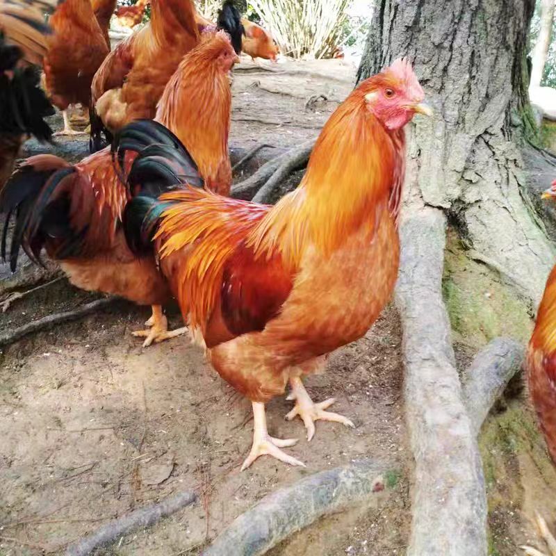 农村散养跑山鸡公鸡，五谷杂粮喂养，顺丰包邮，坏了包赔！