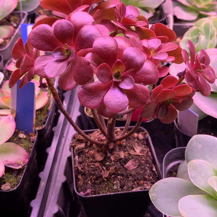 *****一物一拍云霞群随单