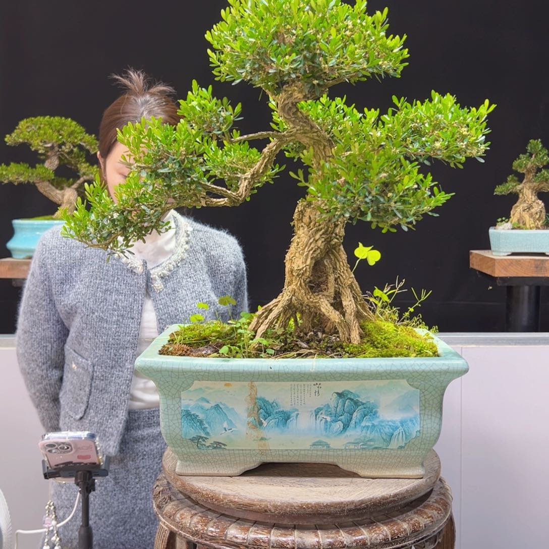 四季常青老桩黄杨盆景汪*汪