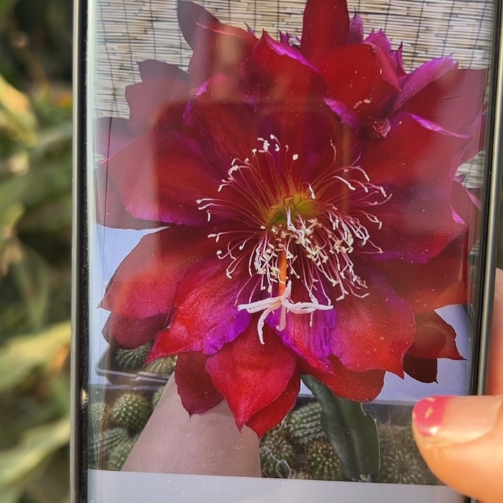 8令箭传奇人物无根10公分左右20