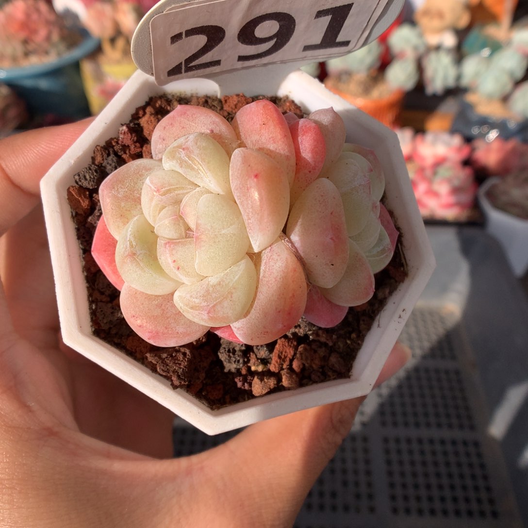 291琥珀冰玉多肉植物