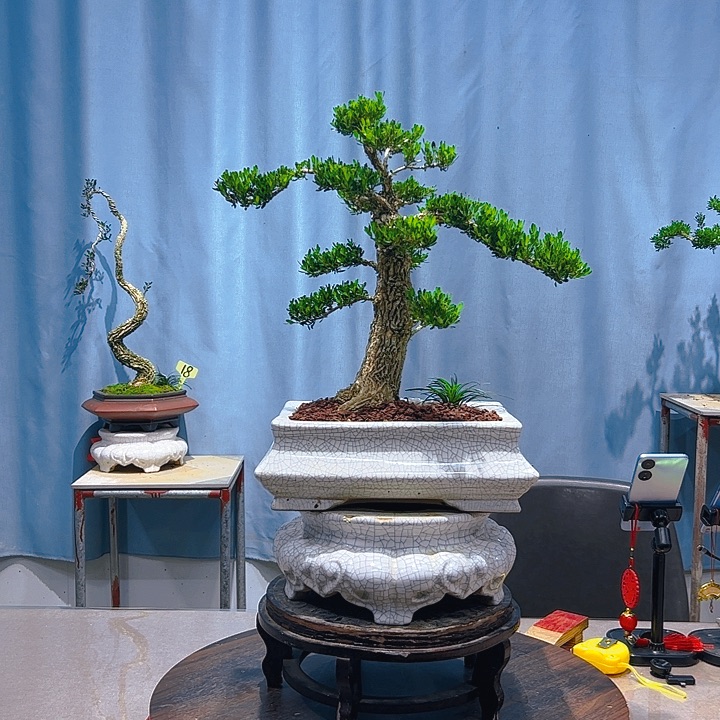 无花朵广东皱皮雀舌黄杨