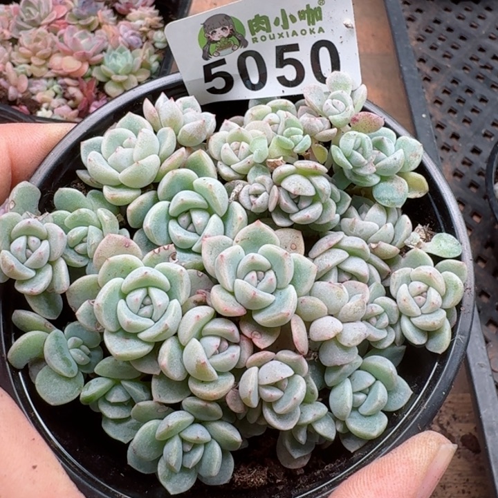 多肉植物多肉植物