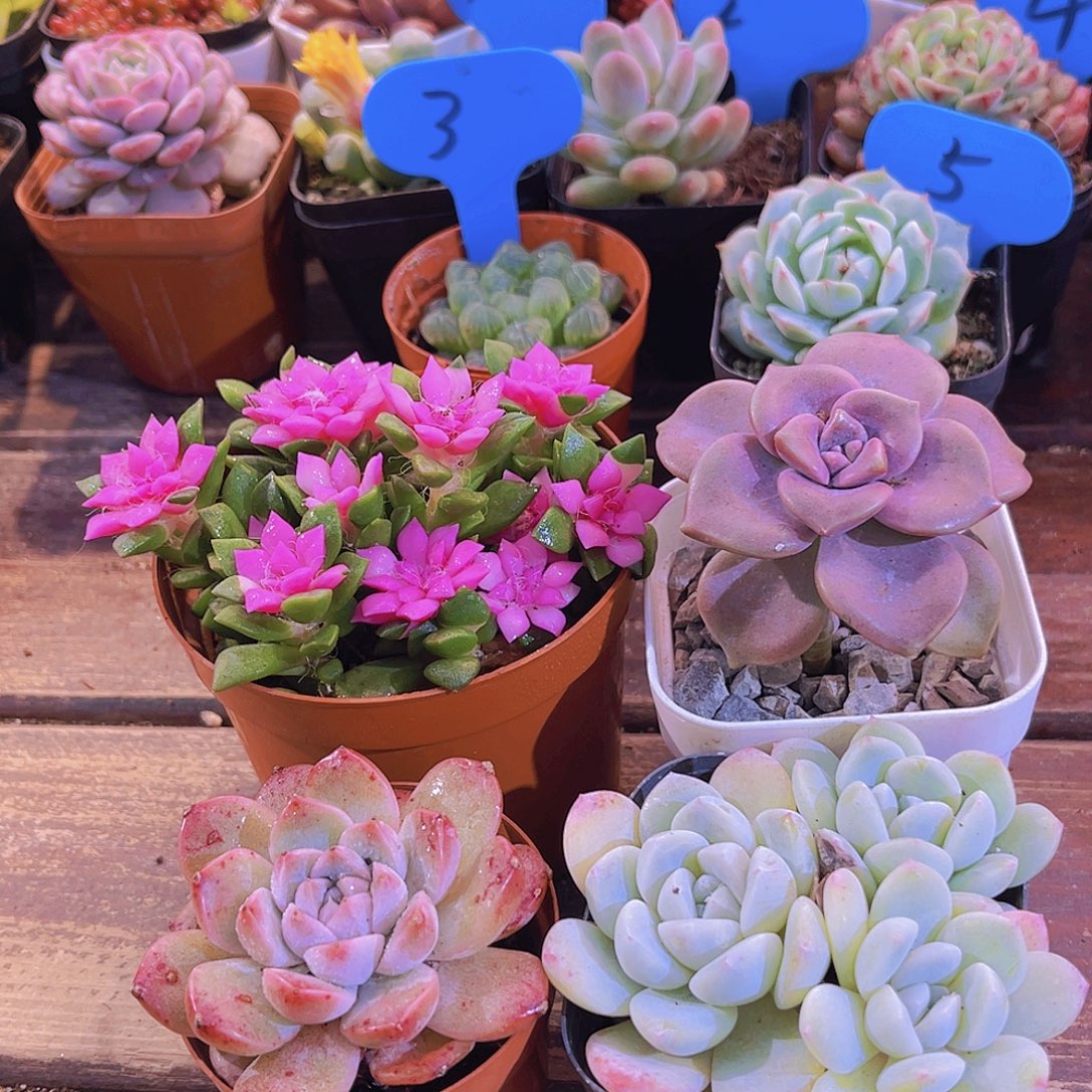 吹雪➕阿尔巴➕紫乐➕冰玉多头