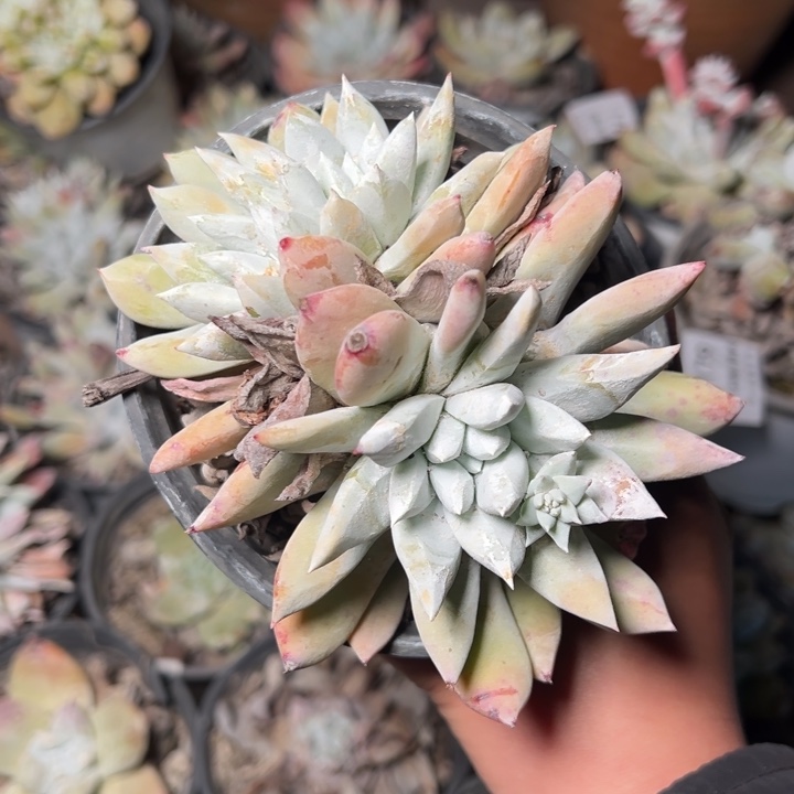 180哈哈哈哈哈哈哈哈