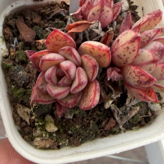 398灰姑娘多肉11111