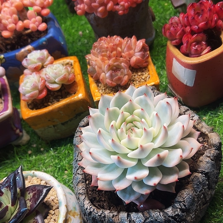 吉娃娃锦精品多肉植物