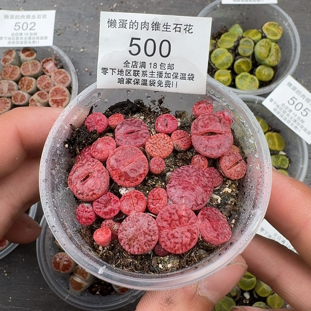 500紫哲榴满18包邮