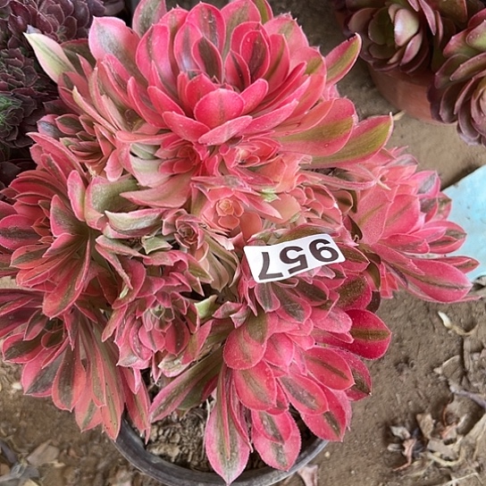 乐*多肉植物一个