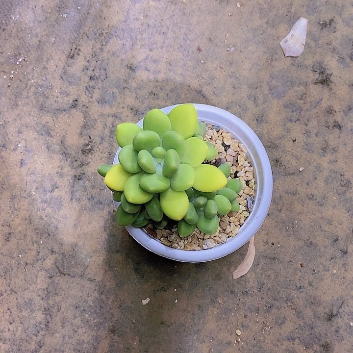 爆****芒果奶多肉植物老桩