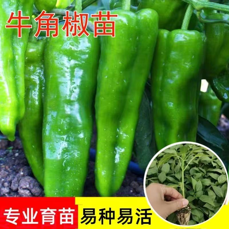 牛角椒苗辣椒苗蔬菜苗基地直发优质苗耐寒阳台庭院种植