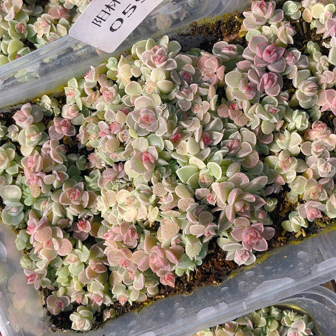 幻***城多肉植物多肉植物595