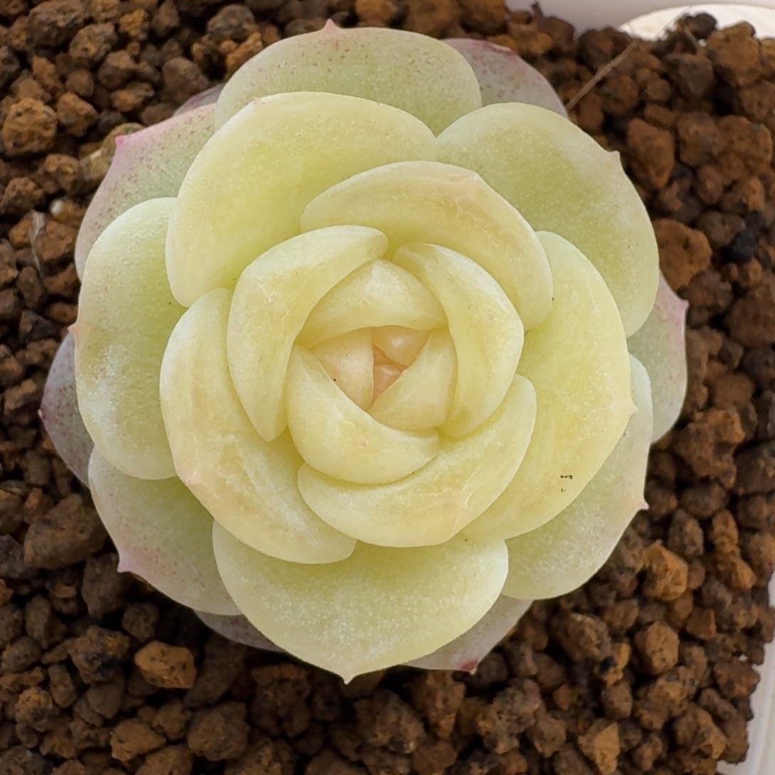 Y***e1218-10-白月光单头一颗多肉