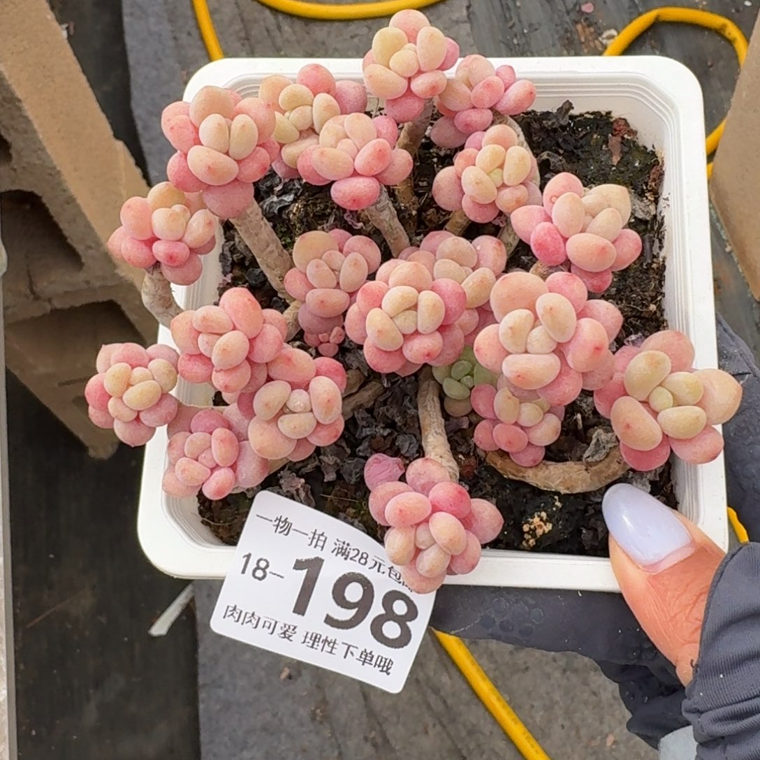 鱼子酱无盆土发货无